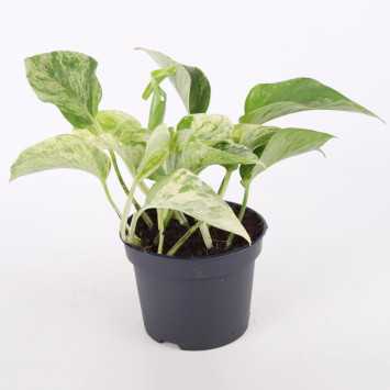 Epipremnum Marble Queen (Epipremnum) - średnica: 12 cm