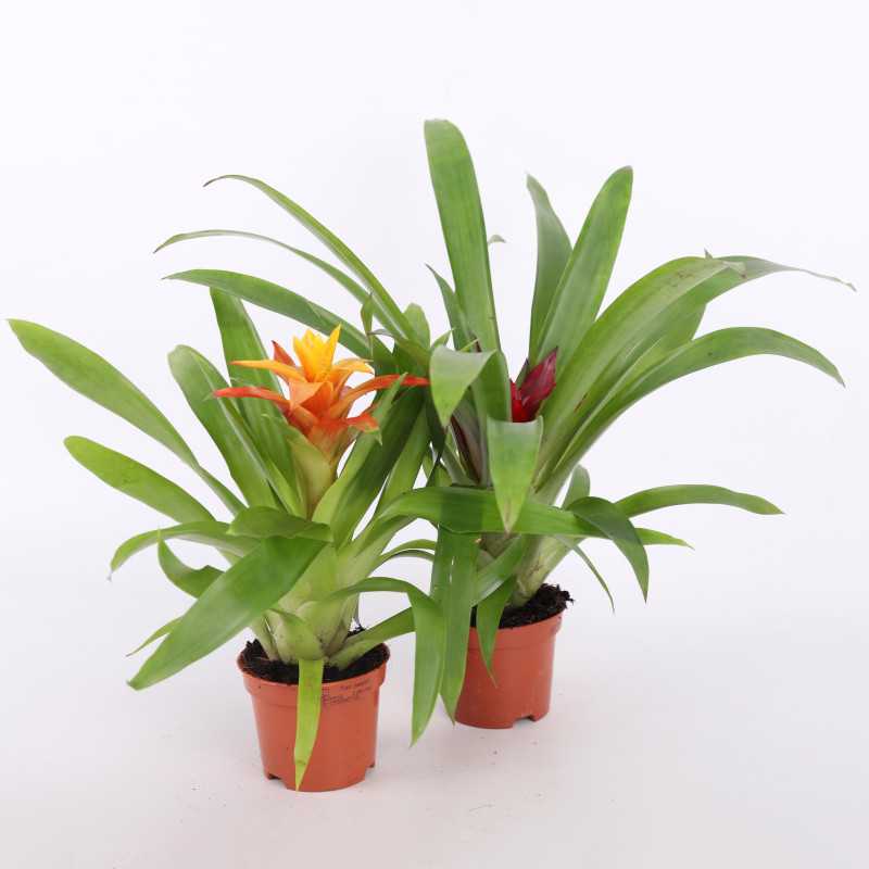Guzmania mini (Bromelia) - MIX - średnica: 9 cm)