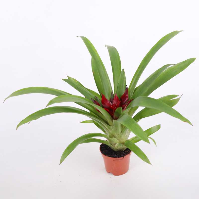 Guzmania mini (Bromelia) - średnica: 9 cm Guzmania mini (Bromelia) - średnica: 9 cm
