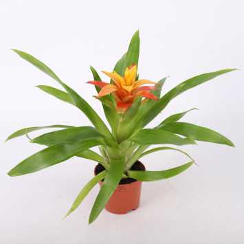 Guzmania mini (Bromelia) - MIX - średnica: 9 cm)
