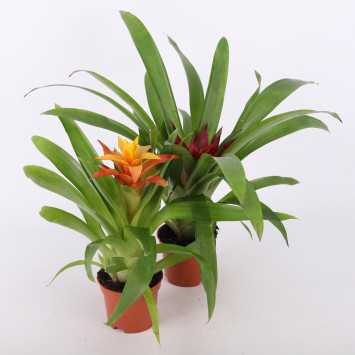 Guzmania mini (Bromelia) - MIX - średnica: 9 cm)