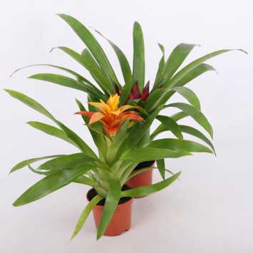 Guzmania mini (Bromelia) - MIX - średnica: 9 cm)