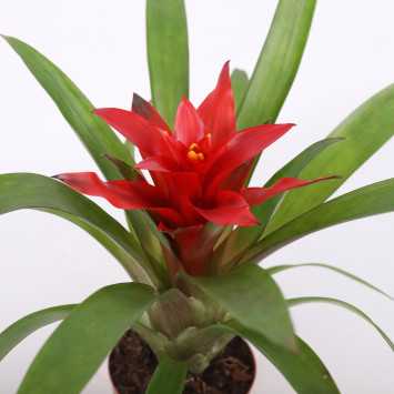 Guzmania mała (Bromelia) - średnica: 9 cm