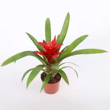 Guzmania mała (Bromelia) - średnica: 9 cm