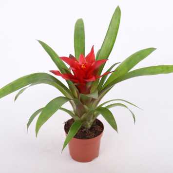 Guzmania mała (Bromelia) - średnica: 9 cm