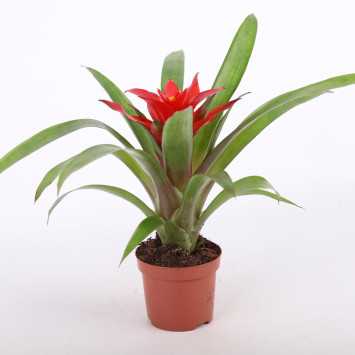 Guzmania mała (Bromelia) - średnica: 9 cm