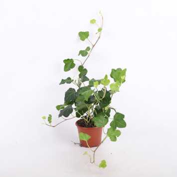 Hedera (Bluszcz) - średnica: 8 cm 