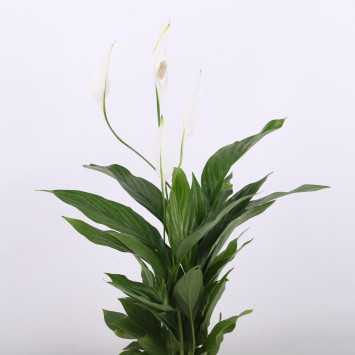 Spathiphyllum (Skrzydłokwiat) - Polski producent - średnica: 12 cm