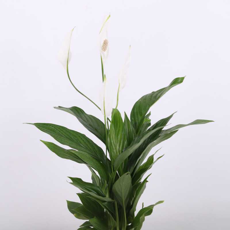 Spathiphyllum (Skrzydłokwiat) - Polski producent - średnica: 12 cm