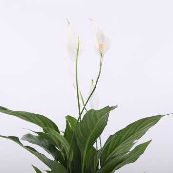 Spathiphyllum (Skrzydłokwiat) - Polski producent - średnica: 12 cm
