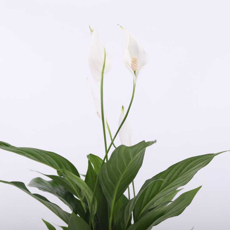 Spathiphyllum (Skrzydłokwiat) - Polski producent - średnica: 12 cm Spathiphyllum (Skrzydłokwiat) - Polski producent - średnica: 12 cm
