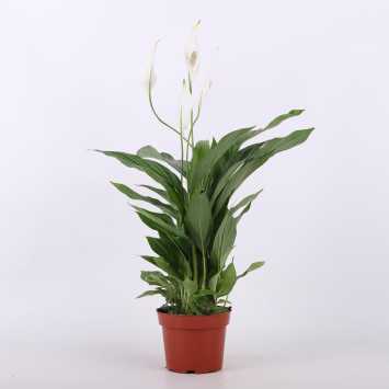 Spathiphyllum (Skrzydłokwiat) - Polski producent - średnica: 12 cm