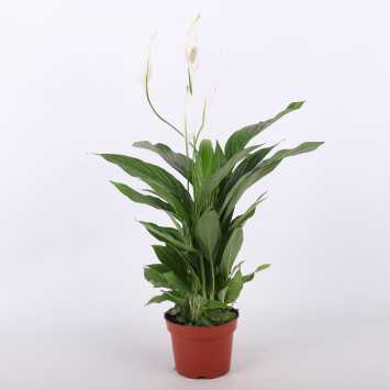 Spathiphyllum (Skrzydłokwiat) - Polski producent - średnica: 12 cm