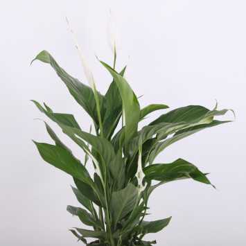 Spathiphyllum Pearl Cupido (Skrzydłokwiat) - średnica: 17 cm