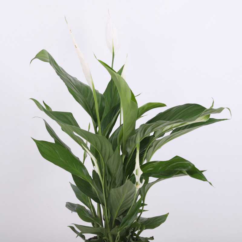 Spathiphyllum Pearl Cupido (Skrzydłokwiat) - średnica: 17 cm