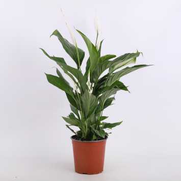 Spathiphyllum Pearl Cupido (Skrzydłokwiat) - średnica: 17 cm