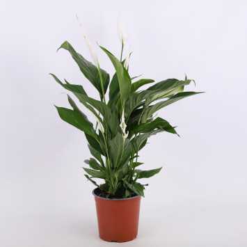 Spathiphyllum Pearl Cupido (Skrzydłokwiat) - średnica: 17 cm