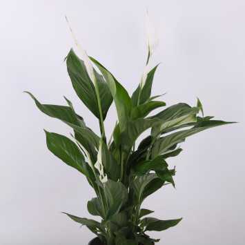Spathiphyllum Pearl Cupido (Skrzydłokwiat) - średnica: 17 cm