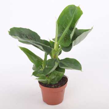 Musa acuminata Dwarf Cavendish (Bananowiec) - średnica: 12 cm
