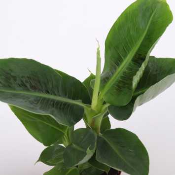Musa acuminata Dwarf Cavendish (Bananowiec) - średnica: 12 cm