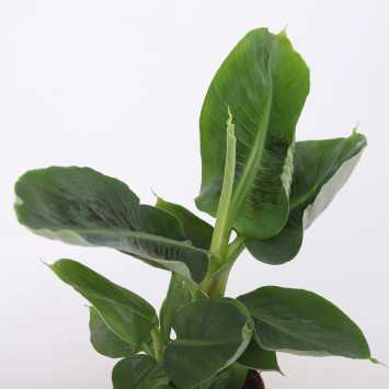 Musa acuminata Dwarf Cavendish (Bananowiec) - średnica: 12 cm