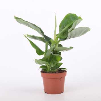 Musa acuminata Dwarf Cavendish (Bananowiec) - średnica: 12 cm