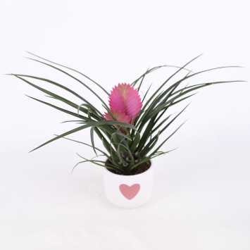 Tillandsia cyanea (Oplątwa) w ozdobnej donicy z sercem - 10 cm