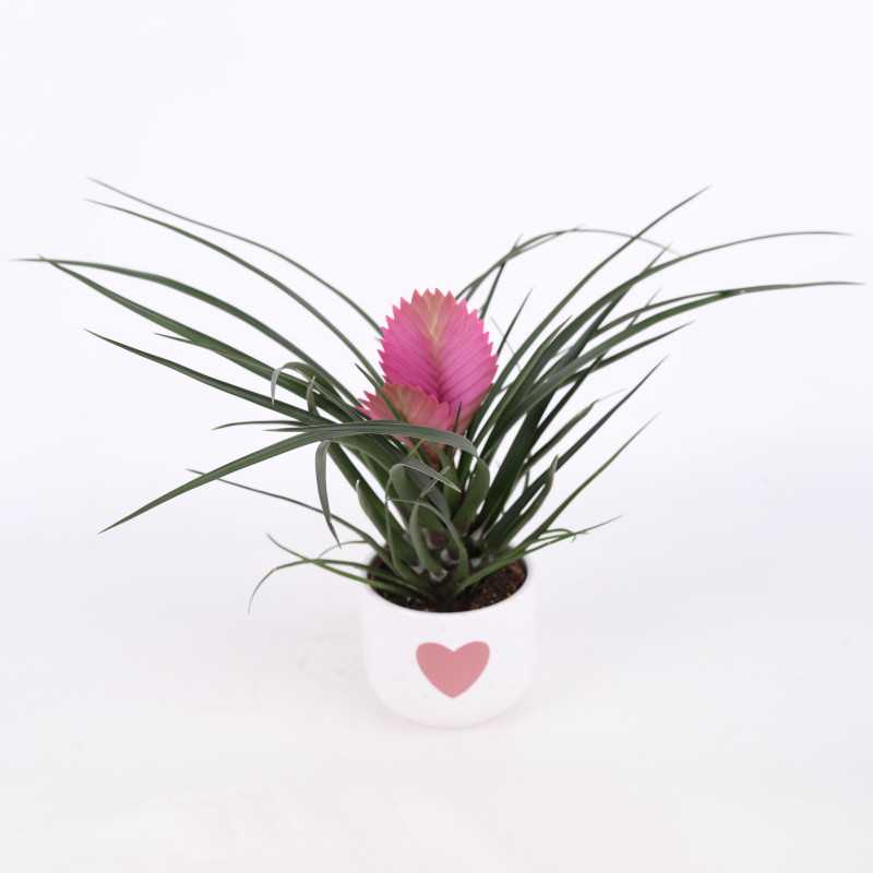 Tillandsia cyanea (Oplątwa) w ozdobnej donicy z sercem - 10 cm