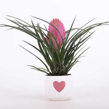 Tillandsia cyanea (Oplątwa) w ozdobnej donicy z sercem - 10 cm