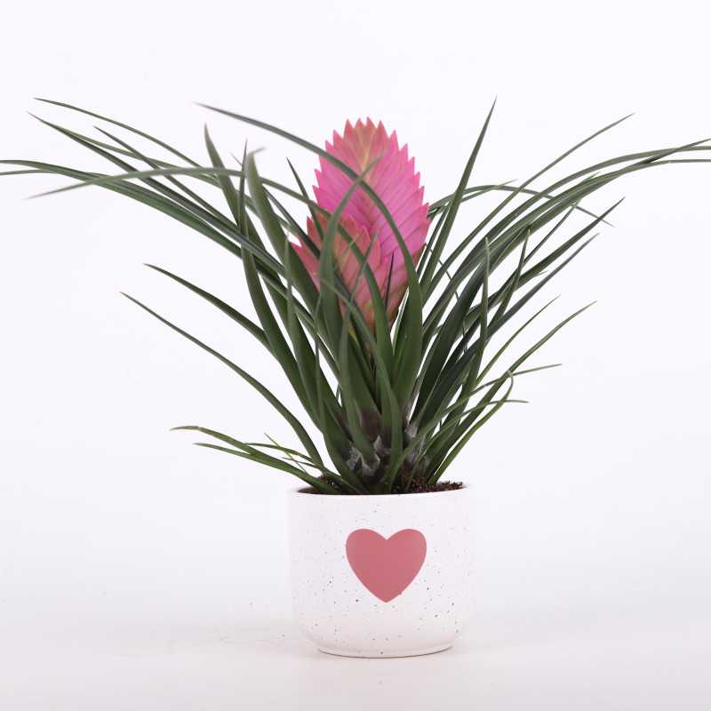 Tillandsia cyanea (Oplątwa) w ozdobnej donicy z sercem - 10 cm