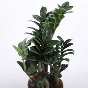 Zamioculcas Zenzi (Zamiokulkas miniaturowy) - średnica: 14 cm