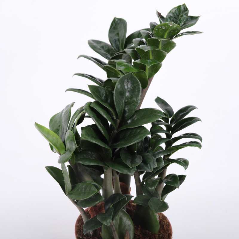 Zamioculcas Zenzi (Zamiokulkas miniaturowy) - średnica: 14 cm