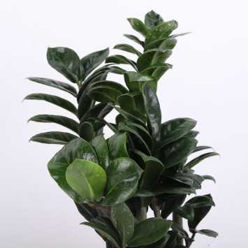 Zamioculcas Zenzi (Zamiokulkas miniaturowy) - średnica: 14 cm