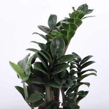 Zamioculcas Zenzi (Zamiokulkas miniaturowy) - średnica: 14 cm