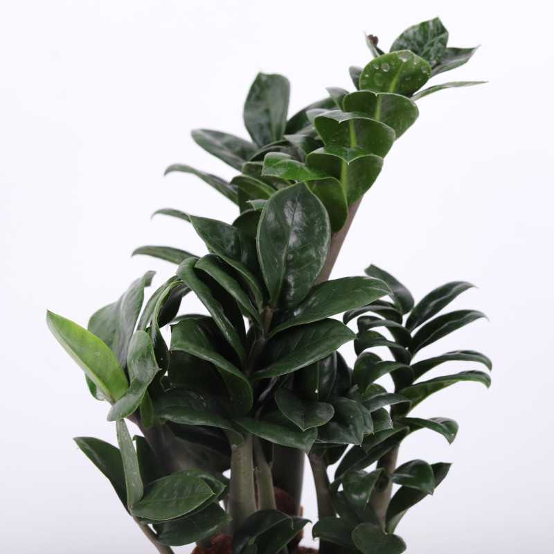 Zamioculcas Zenzi (Zamiokulkas miniaturowy) - średnica: 14 cm