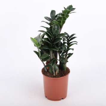 Zamioculcas Zenzi (Zamiokulkas miniaturowy) - średnica: 14 cm