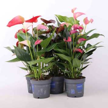 Anthurium (Anturium) - mix kolorów, średnica 12 cm