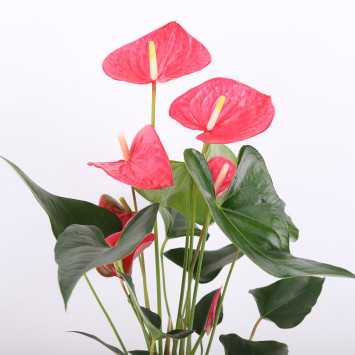 Anthurium Champion (Anturium) - róż - 17 cm