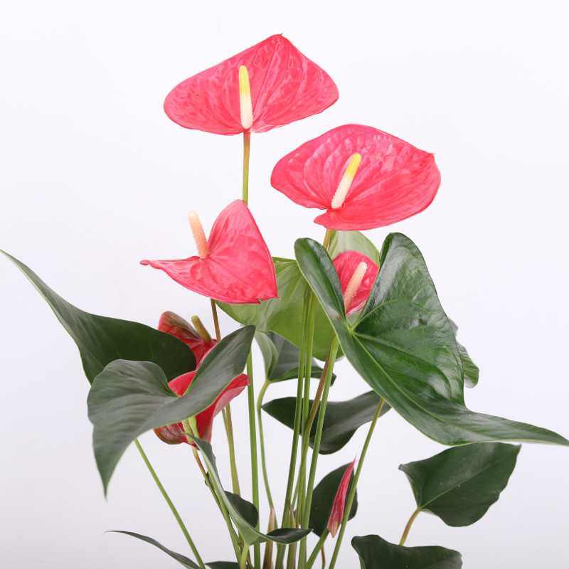 Anthurium Champion (Anturium) - róż - 17 cm