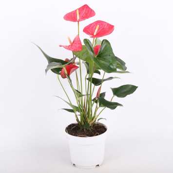 Anthurium Champion (Anturium) - róż - 17 cm