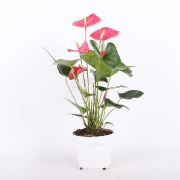 Anthurium Champion (Anturium) - róż - 17 cm