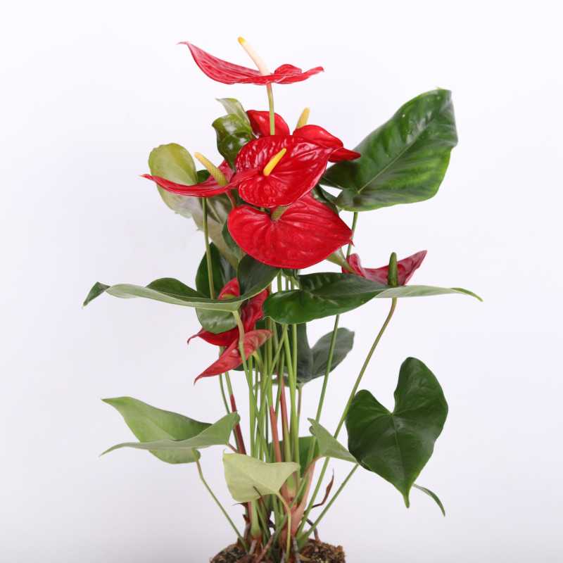 Anturium (Anthurium) - Polski producent - 17 cm