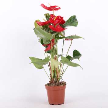 Anturium (Anthurium) - Polski producent - 17 cm