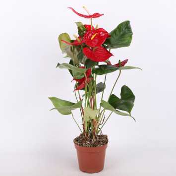 Anturium (Anthurium) - Polski producent - 17 cm