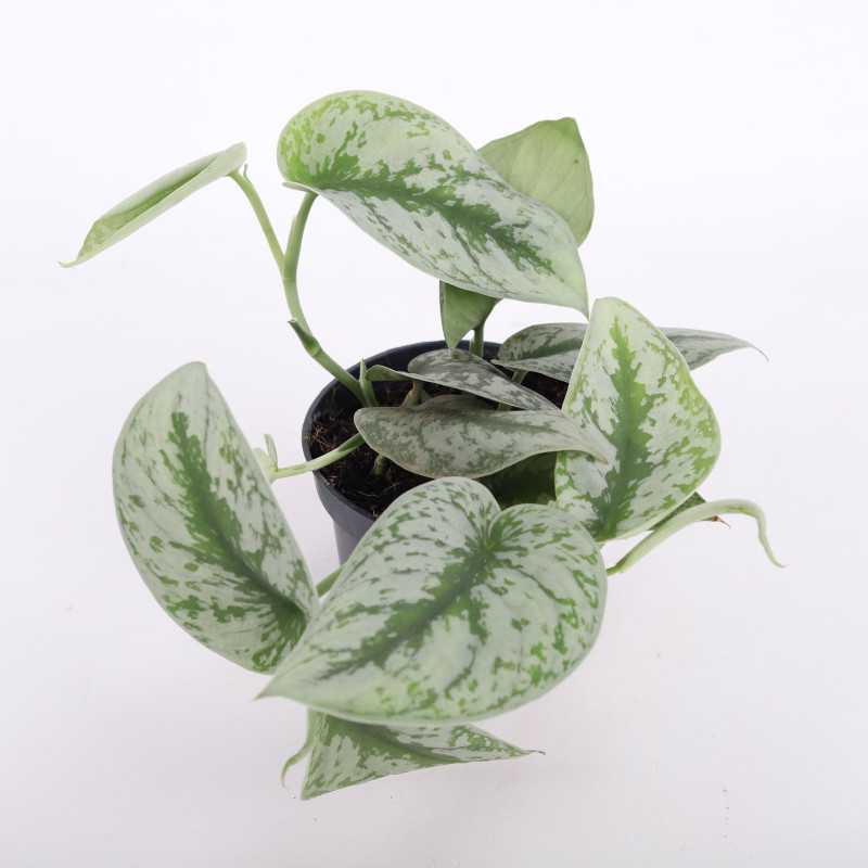 Scindapsus pictus Trebie (Scindapsus pstry) - średnica: 12 cm
