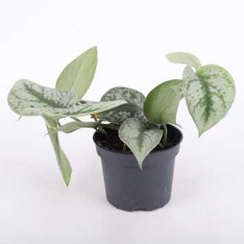 Scindapsus pictus Trebie (Scindapsus pstry) - średnica: 12 cm