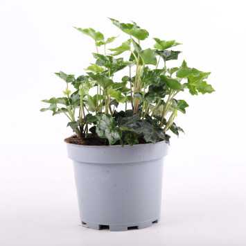 Hedera helix (Bluszcz) MIX