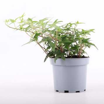 Hedera helix (Bluszcz) MIX