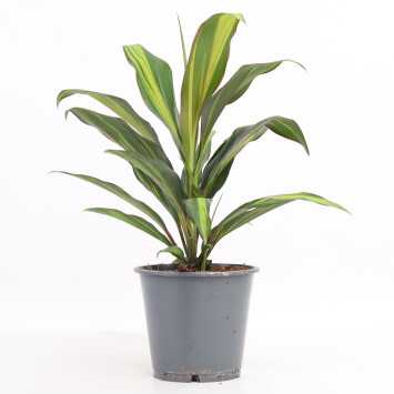 Cordyline fruticosa 'Rubra' (Kordylina)