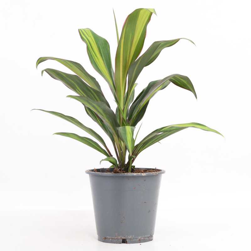 Cordyline fruticosa 'Rubra' (Kordylina)